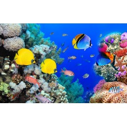Panneaux muraux prois de douche paysage fond marin - Poissons tropicaux dans la barrière de corail