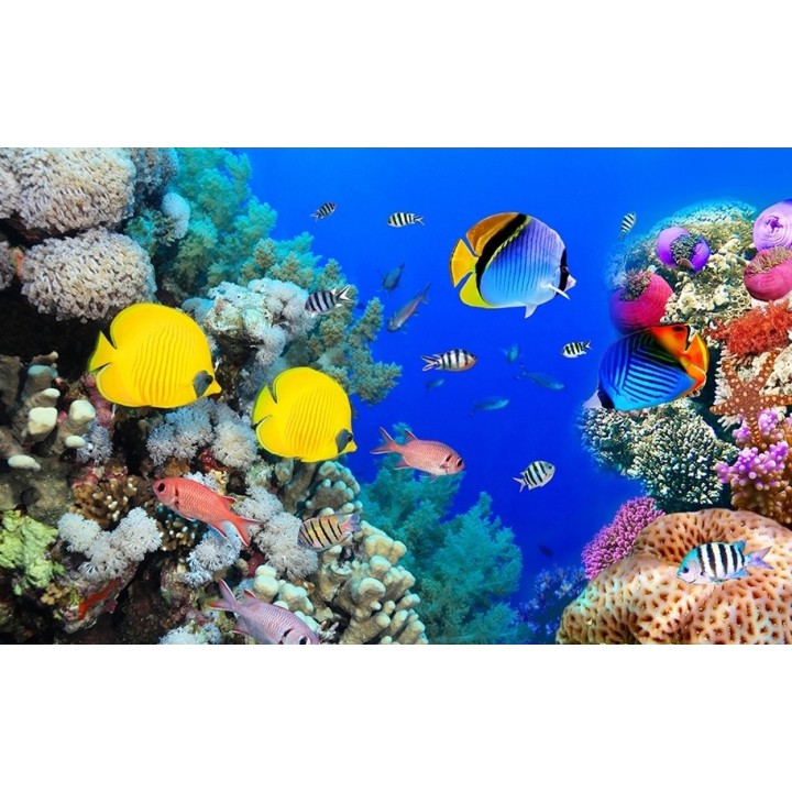 Panneaux muraux prois de douche paysage fond marin - Poissons tropicaux dans la barrière de corail