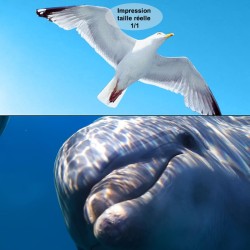 Panneau 3D étanche photo imprimée HD habillage cabine de douche - Les dauphins dans l'océan