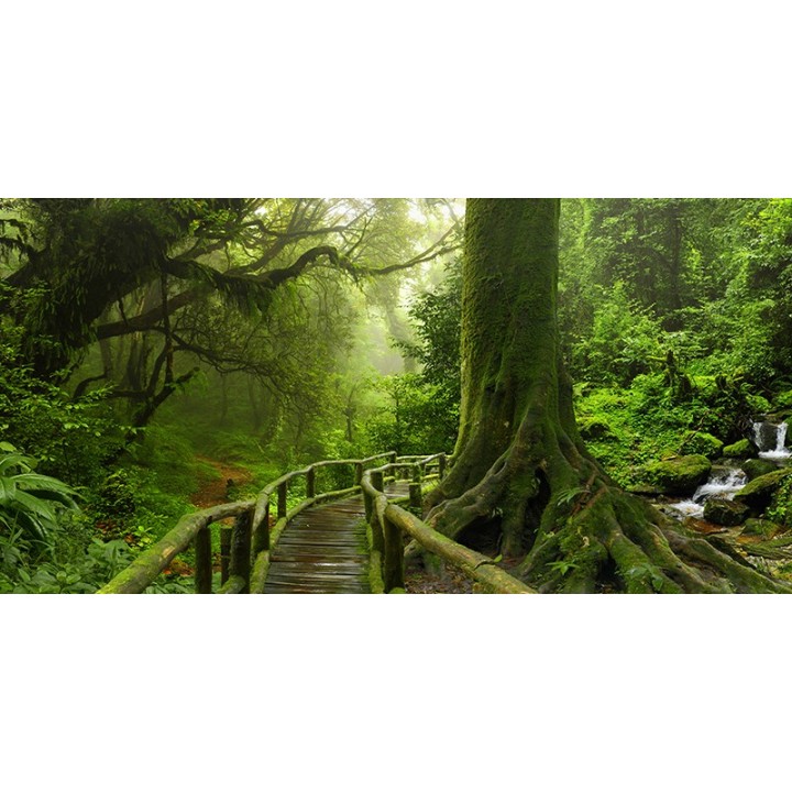 Panneau mural trompe l'œil 3D photoréaliste - Pont en bois dans la forêt primaire