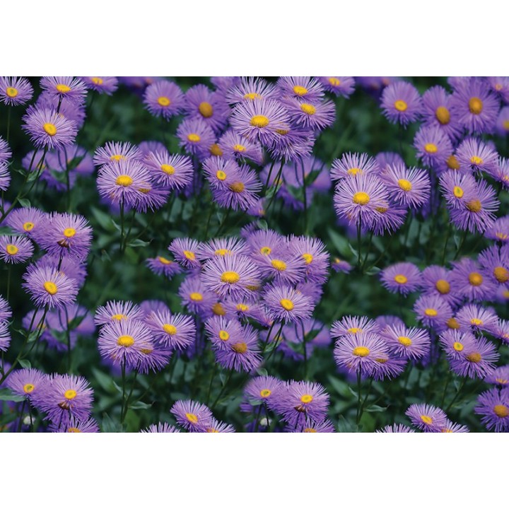 Crédence salle de bain PVC imprimé fleur sauvage - Marguerite violette