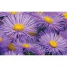 Crédence salle de bain PVC imprimé fleur sauvage - Marguerite violette
