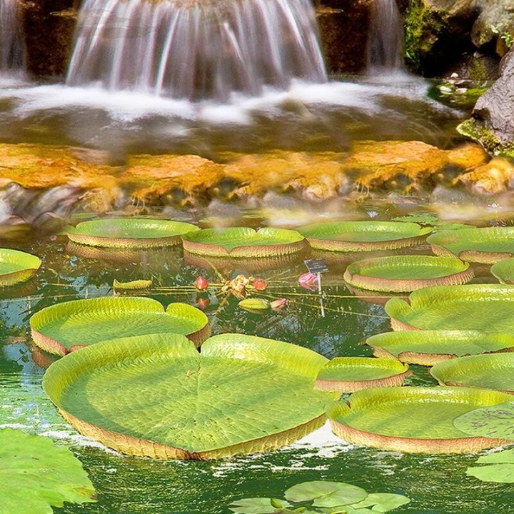 Panneau PVC décoratif ambiance tropicale - Flamants roses dans jardin exotique