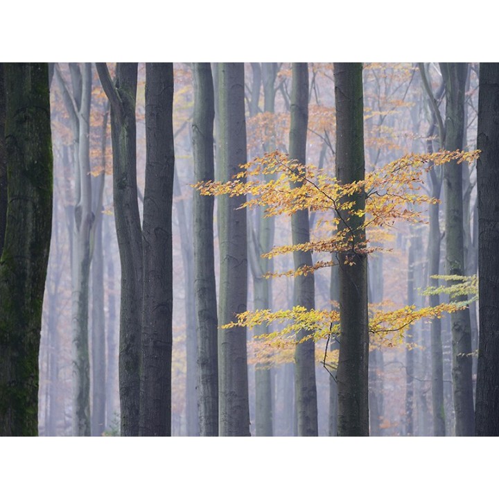 Salle de bains ambiance d'automne - Arbres avec feuilles jaunes orangés