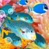 Salle de bains aquarimum géant paysage fond marin - Coraux multicolores et poissons tropicaux