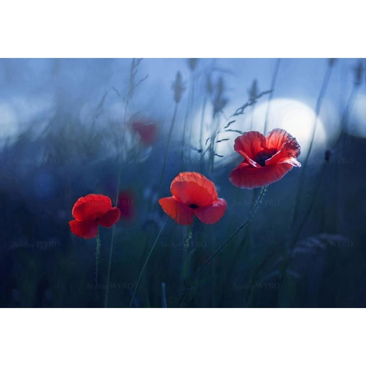 Coquelicot rouge dans la nuit, fond bleu foncé