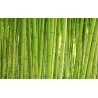 les bambous