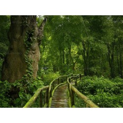 Panneau 3D paysage trompe l'œil - Pont en bois dans la forêt de bambou
