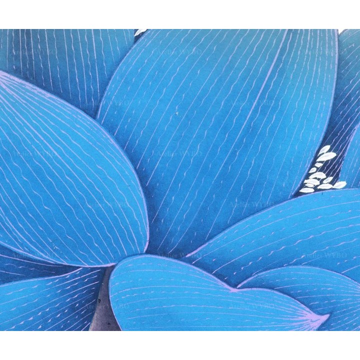 Rideau séparatif fleur zen - Lotus bleu et ses feuilles en noir et blanc