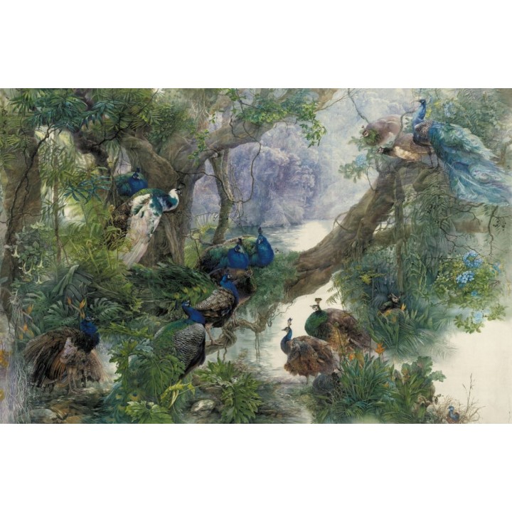 Groupe de paons dans la jungle au bord de l'eau, végétation luxuriante
