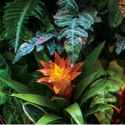 Salle de bains tropicale mur végétal - Les plantes de la jungle