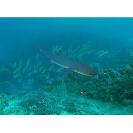revêtement sol sur mesure mystérieux fond marin le requin