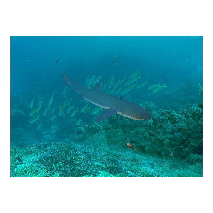 revêtement sol sur mesure mystérieux fond marin le requin