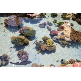revêtement sol sur mesure mer tropicale les poissons et les coraux