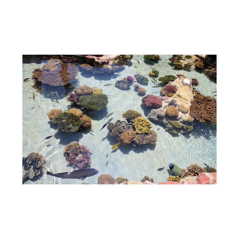 Revêtement sol mer tropicale - les poissons avec les coraux
