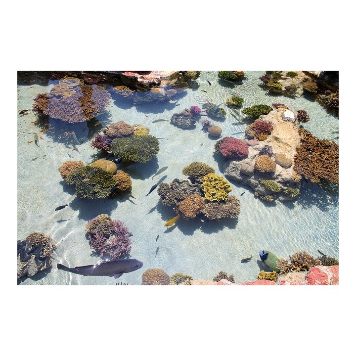 revêtement sol sur mesure mer tropicale les poissons et les coraux