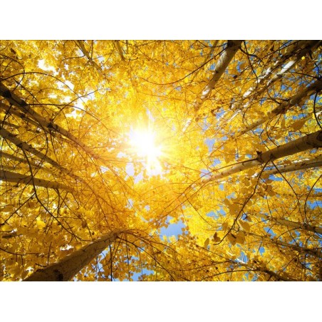 Plafond  tendu paysage - Le soleil d'automne