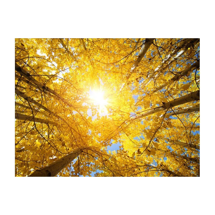 plafond tendu paysage sur mesure le soleil d'automne