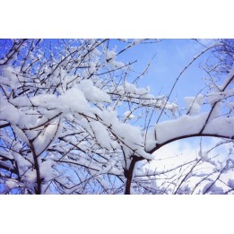 plafond tendu imprimé sur mesure paysage d'hiver la neige