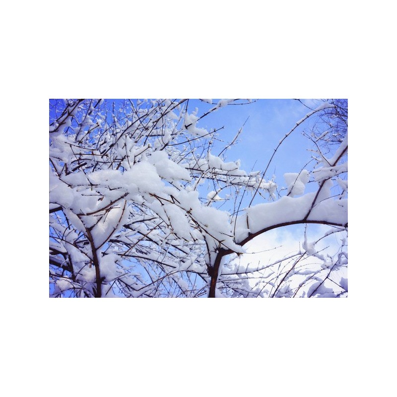 Décor plafond paysage - La neige