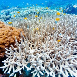 revêtement de sol personnalisé mer tropicale les coraux et les poissons