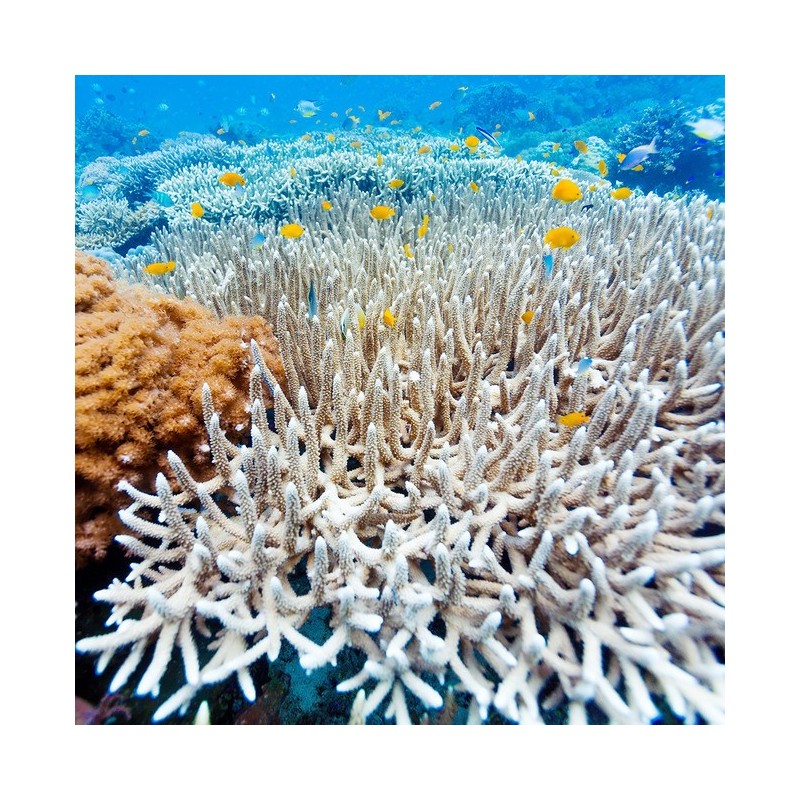 Revêtement de sol mer tropicale - les coraux avec les poissons
