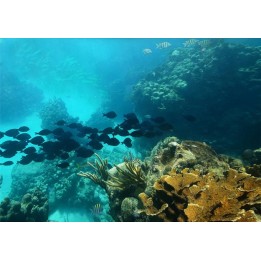 revêtement de sol vinyle pvc personnalisé paysage fond marin les poissons dans le rocher