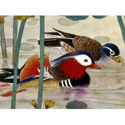 Crédence XXL salle de bain, SPA – Couple de canards mandarins et lotus