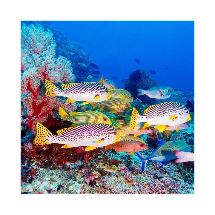 revêtement de sol vinyle auto-adhésif pvc personnalisé paysage fond marin les poissons tropicaux