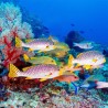 Revêtement de sol paysage fond marin - Les poissons tropicaux