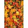 Revêtement de sol paysage - Les feuilles d'automne