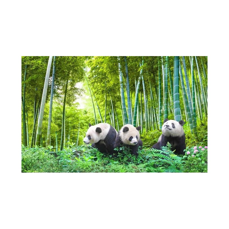 La famille panda dans la forêt de bambou