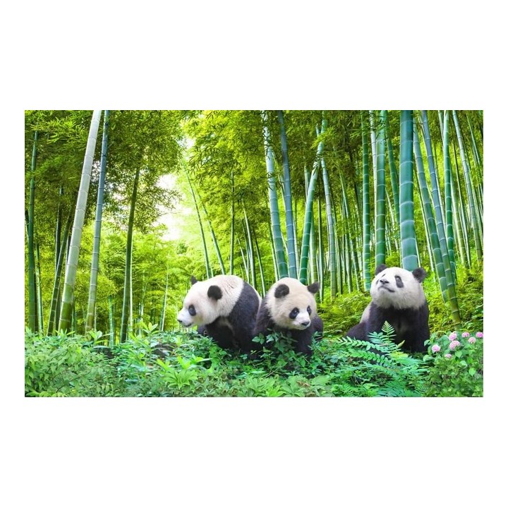 papier peint photo panoramique tapisserie paysage asiatique les pandas dans la foret de bambou