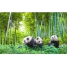 La famille panda dans la forêt de bambou