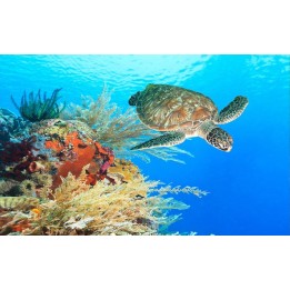 revêtement de sol océan personnalisé vinyle auto-adhésif surface en pvc transparent tortue de la mer