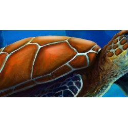 Paysage fond marin - La tortue géante
