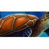 Paysage fond marin - La tortue géante