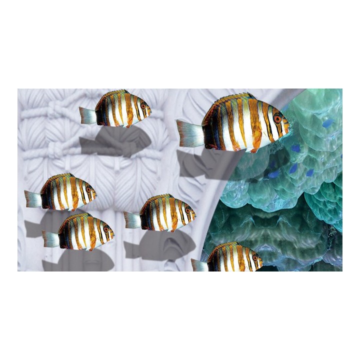 décor grand format panoramique papier peint photo trompe l'œil tapisserie 3D fond marin les dauphins et les pieuvres