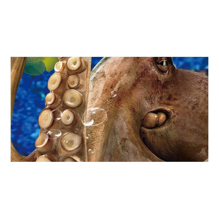 décor grand format panoramique papier peint photo trompe l'œil tapisserie 3D fond marin les dauphins et les pieuvres