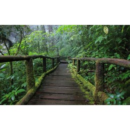 papier peint photo paysage effet 3d personnalisé effet 3d pont en bois dans la foret