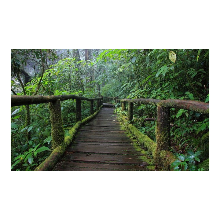 papier peint photo paysage effet 3d personnalisé effet 3d pont en bois dans la foret