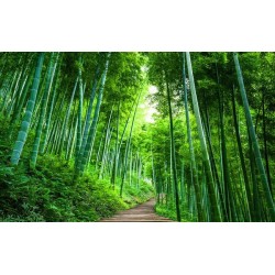 Papier peint photo zen effet 3D - Petit chemin dans la forêt de bambou