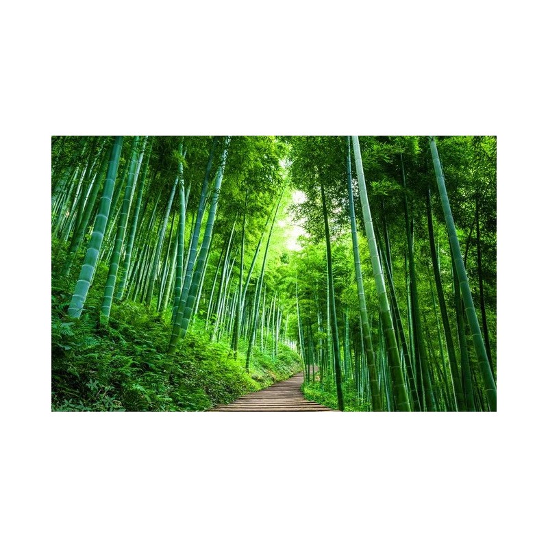 Papier peint photo zen effet 3D - Petit chemin dans la forêt de bambou