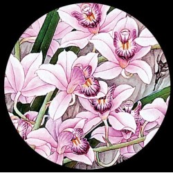 Papier peint asiatique - Les orchidées sauvages avec les oiseaux en printemps