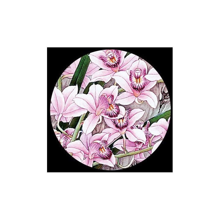 papier peint floral les orchidées sauvages avec les oiseaux en printemps