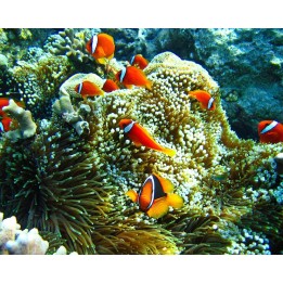 revêtement de sol tapis océan personnalisé vinyle auto-adhésif surface pvc transparent poisson clown anémone de mer
