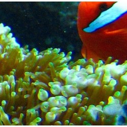 Revêtement de sol océan - Les poissons clowns avec les anémones de mer