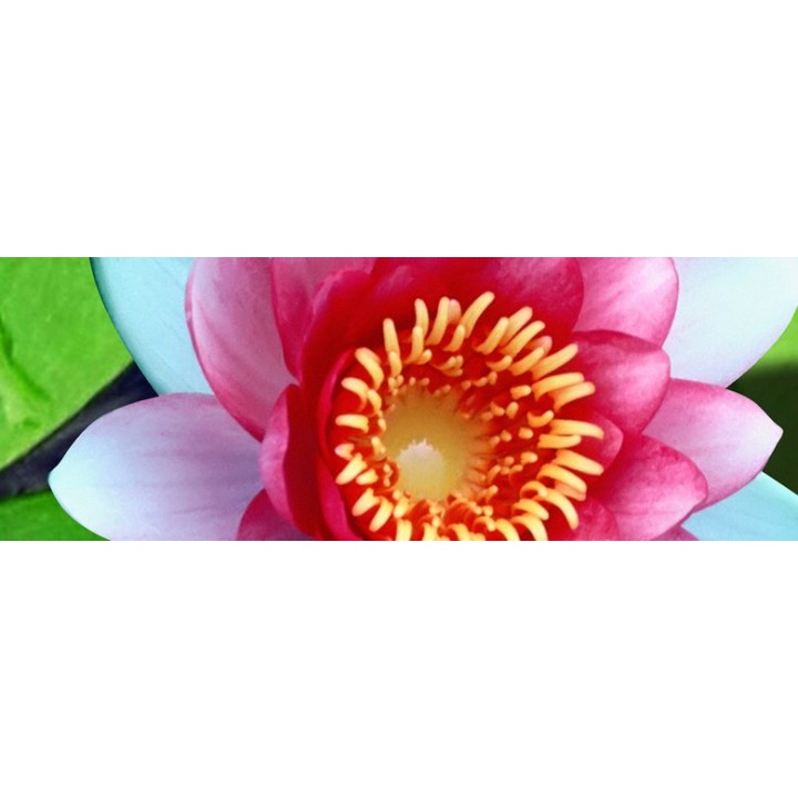 revêtement de sol vinyle tapis pvc imprimé personnalisé nénuphar poisson zen